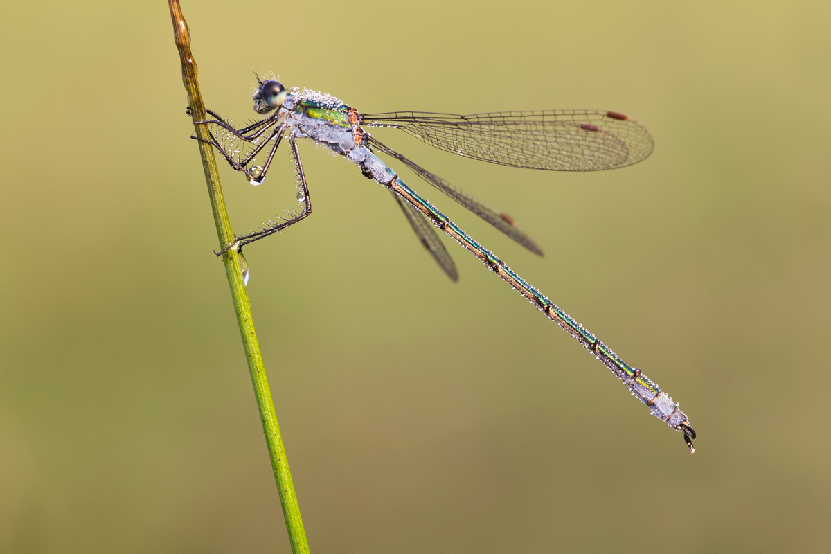 Emerald Damselfly male 2